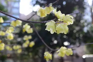 【六義園】梅が咲き始めました_03