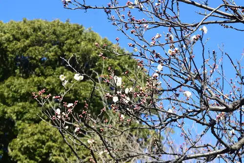 【六義園】梅が咲き始めました_05
