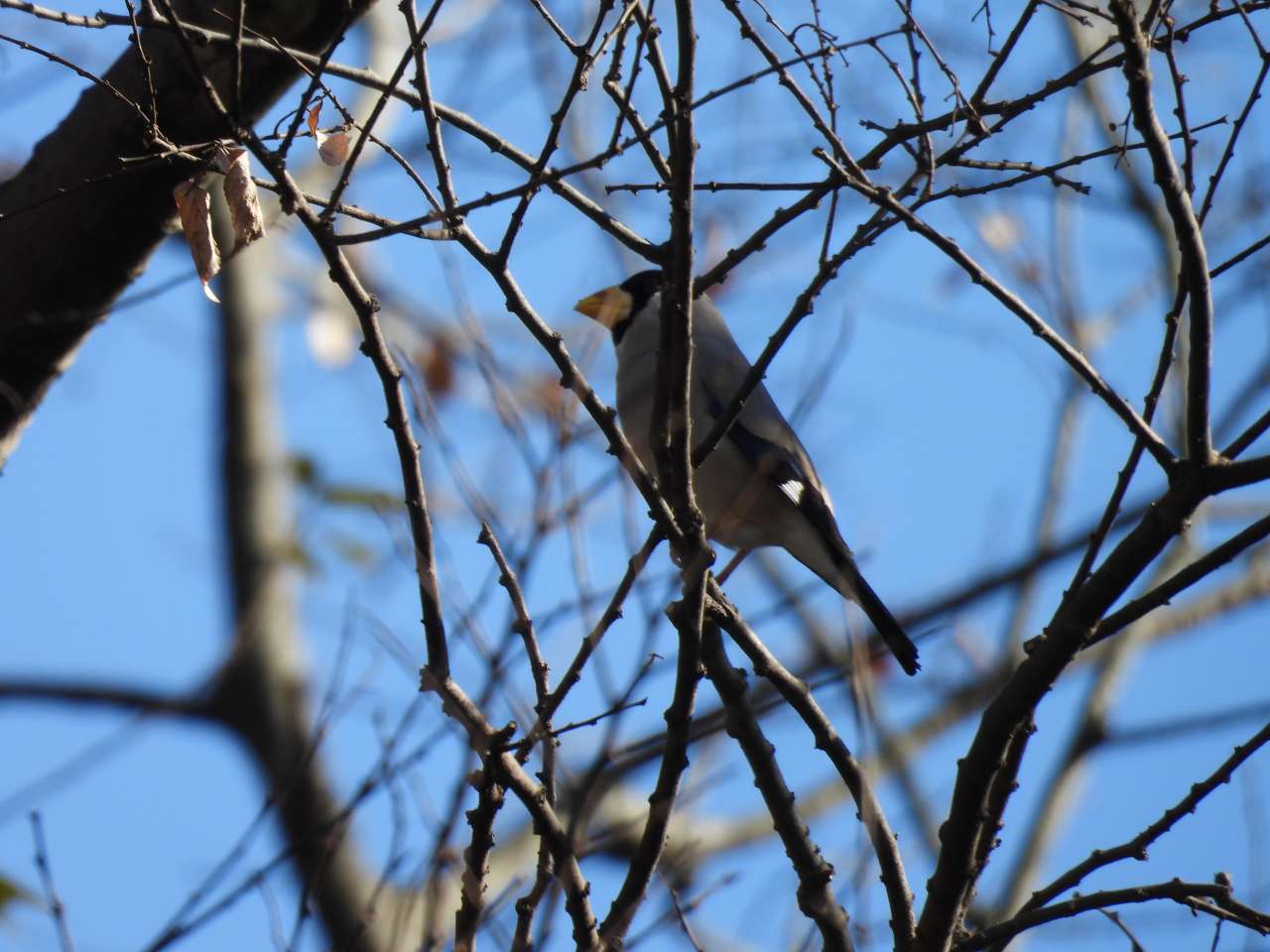 桜ヶ丘公園250207イカル２