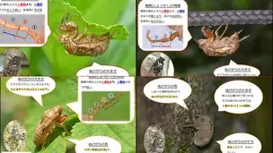夏休み合同企画展示「セミのぬけがらくらべ」が始まります！（都立12公園にて同時開催）_02