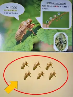 夏休み合同企画展示「セミのぬけがらくらべ」が始まります！（都立12公園にて同時開催）_03