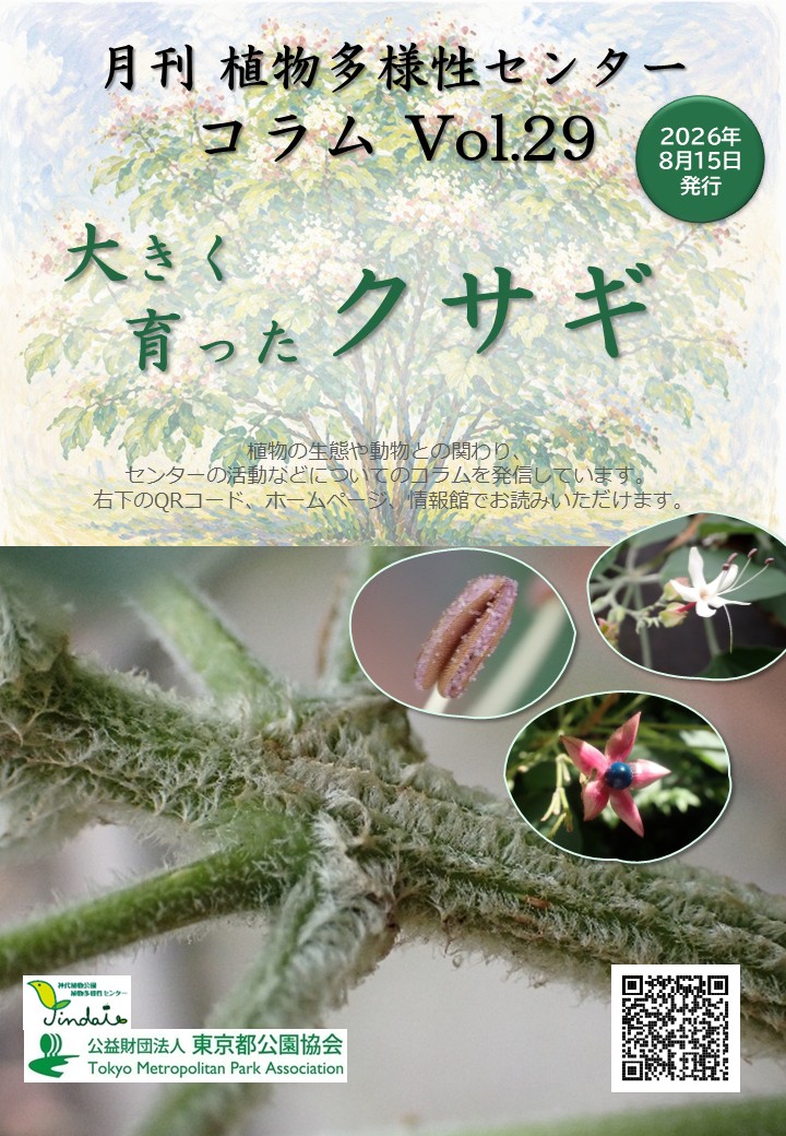 26年8月コラム_大きく育ったクサギ扉