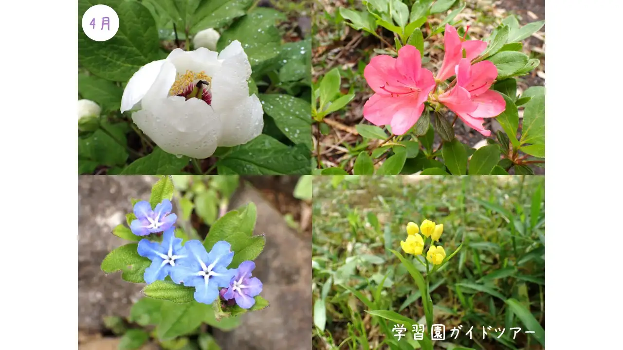 ガイド4月