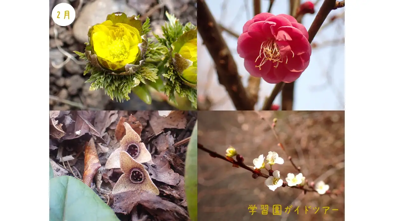 ガイド2月