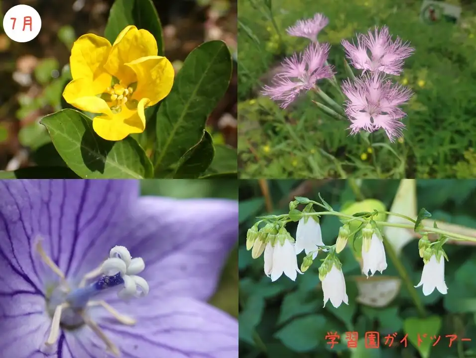 ガイド7月