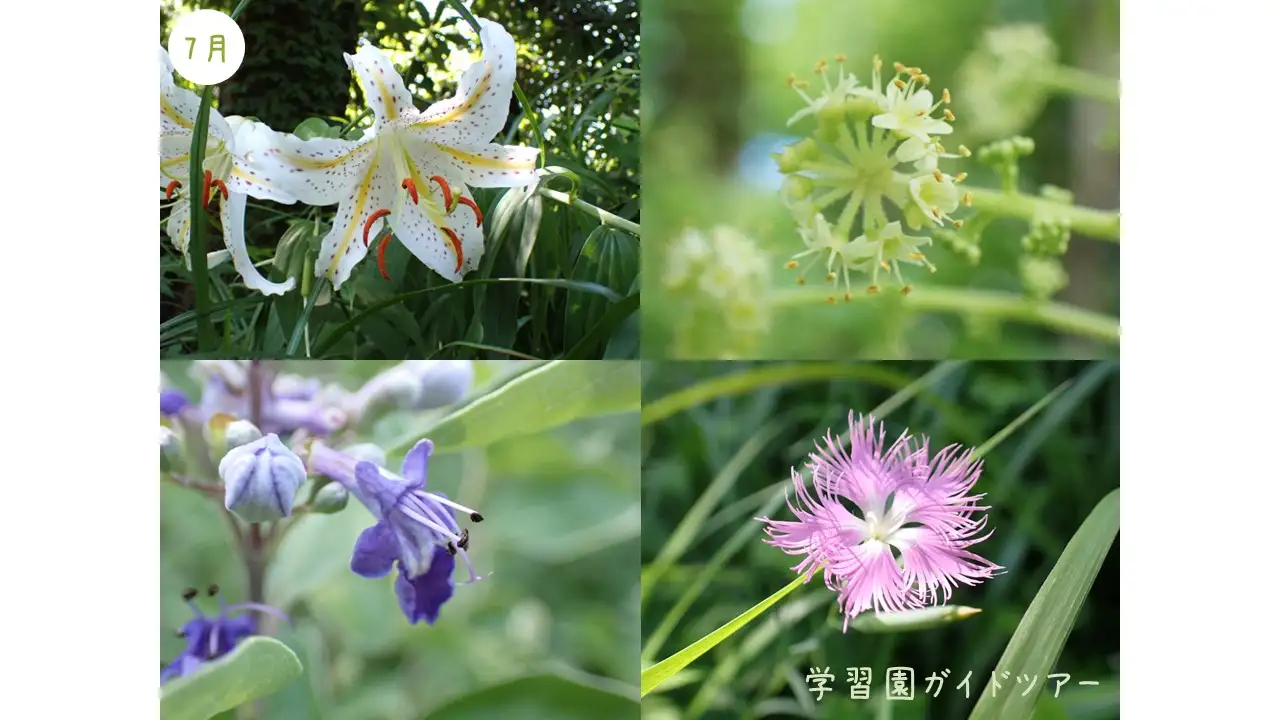 7月ガイド