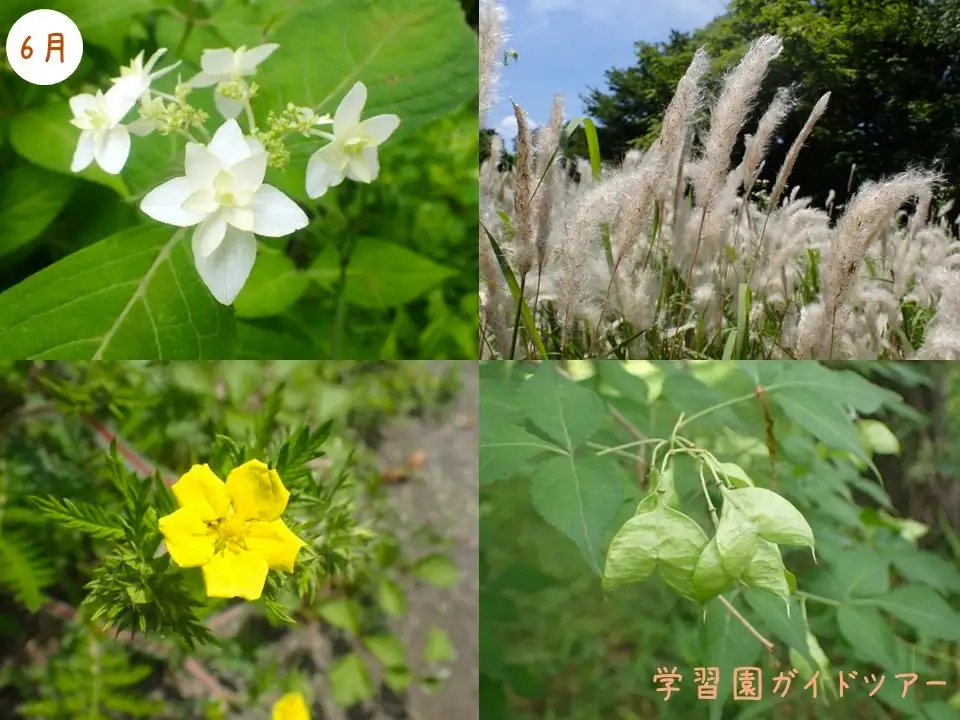 ガイド6月