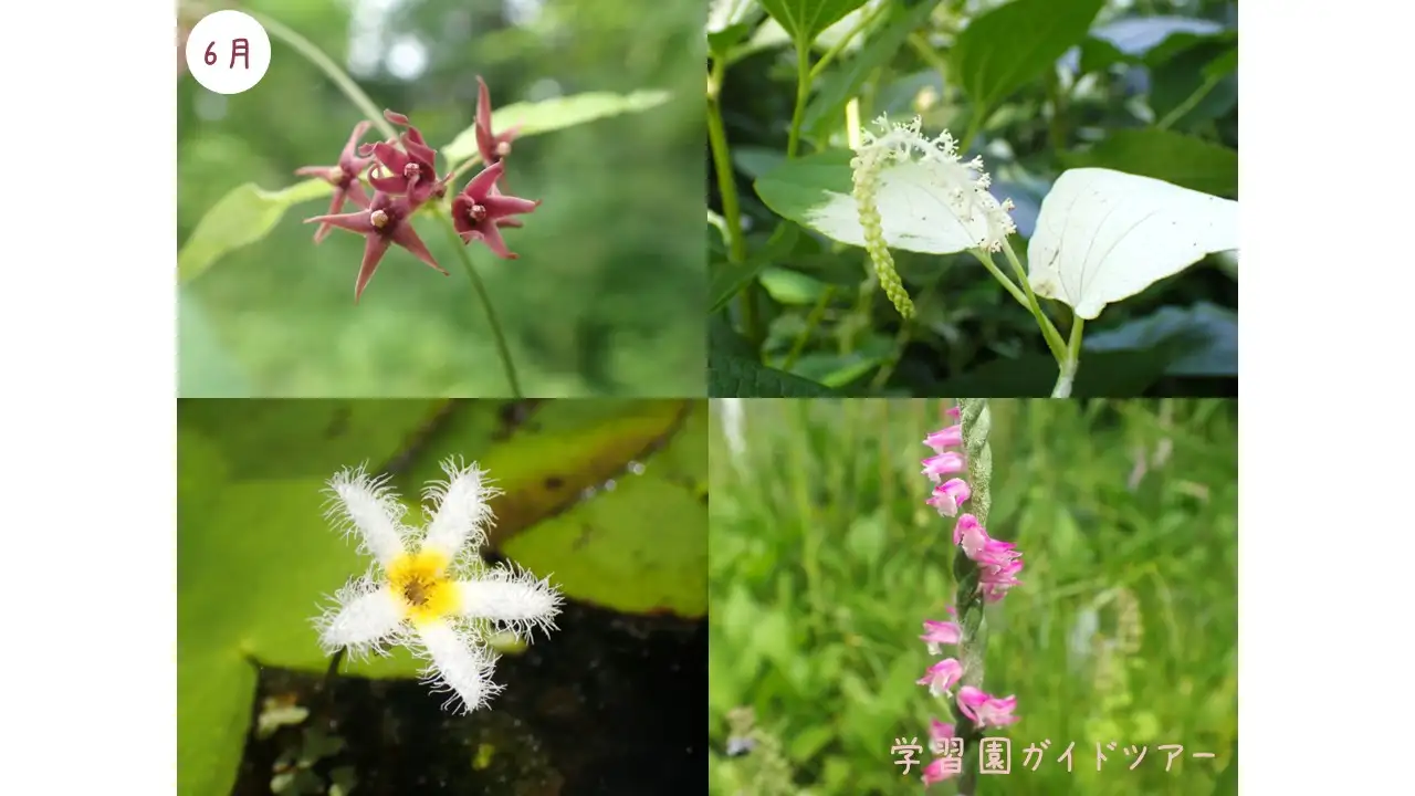ガイド6月