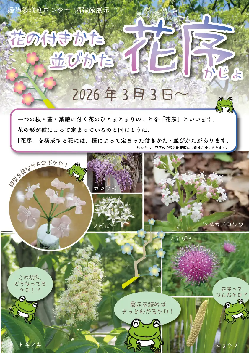 花序-04