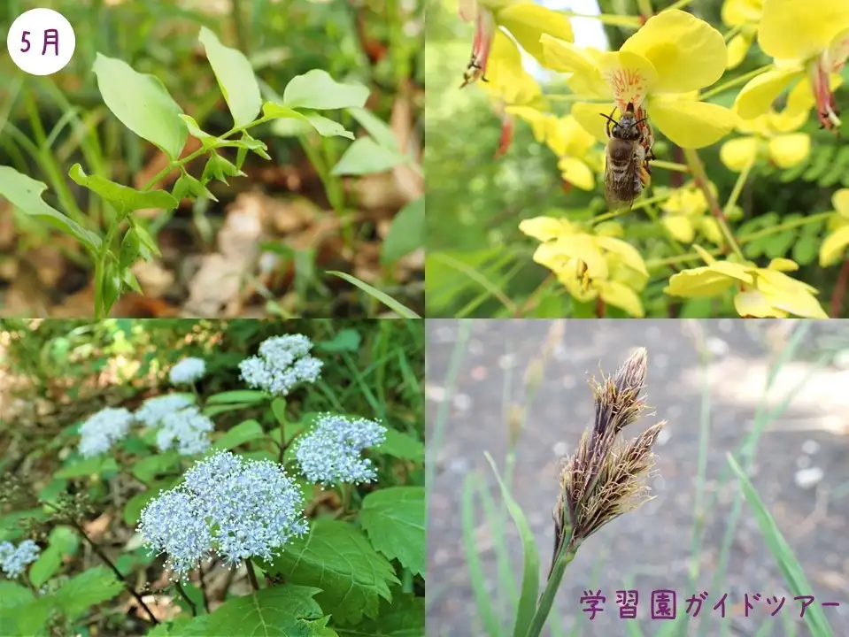 ガイド5月