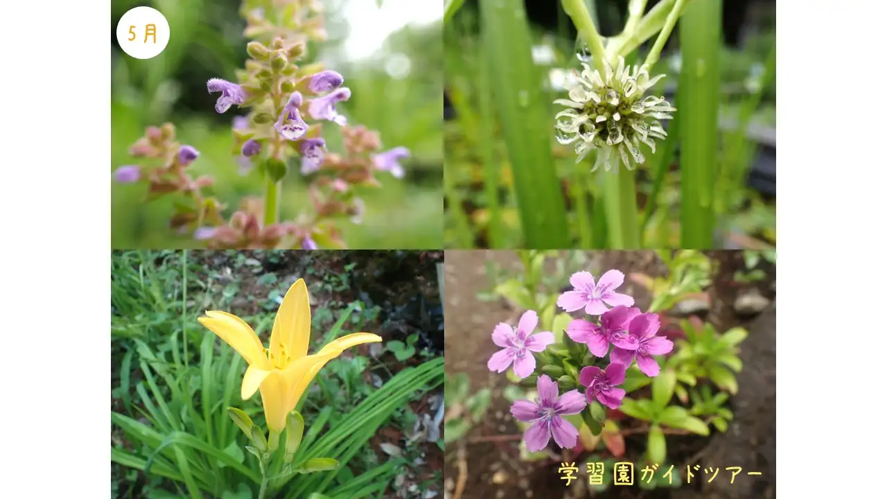 ガイド5月