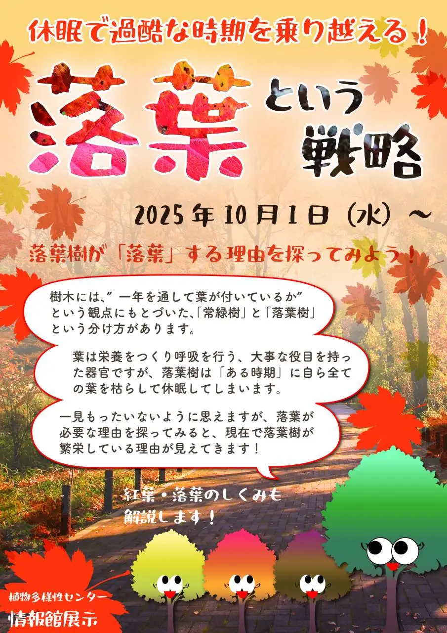 落葉樹-04