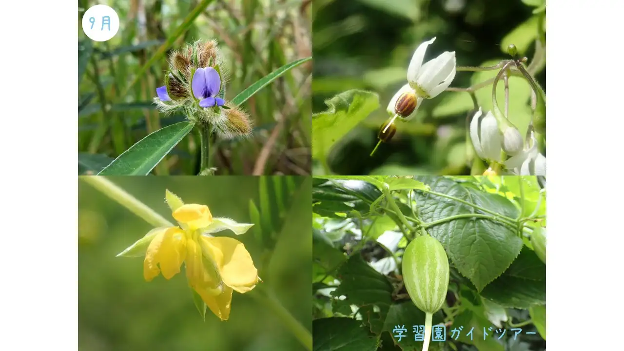 ガイド9月