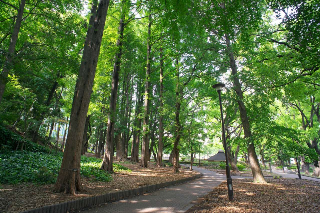 【芝公園】23号地メタセコイア並木