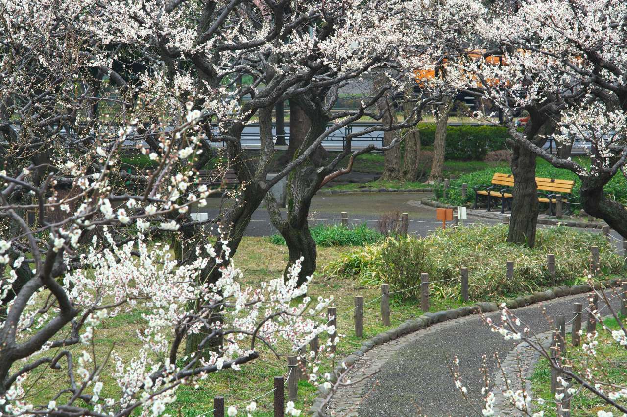 芝公園-梅-12