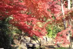 IMG_1995-thumb-240xauto-110262