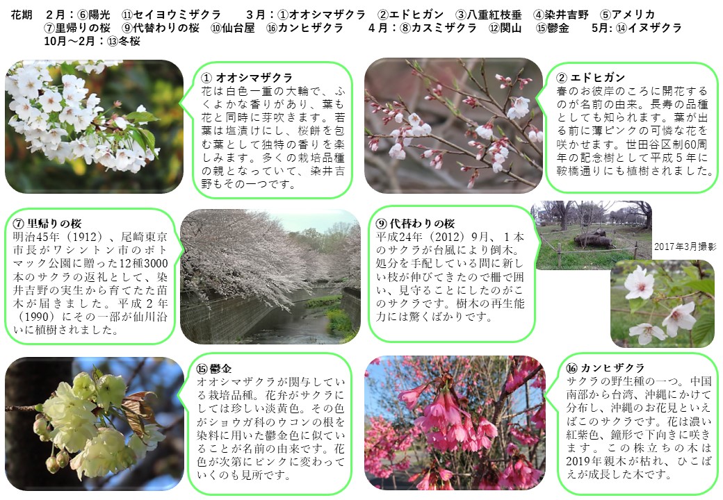 サクラめぐり(修正①)_2025年3月4月【裏】