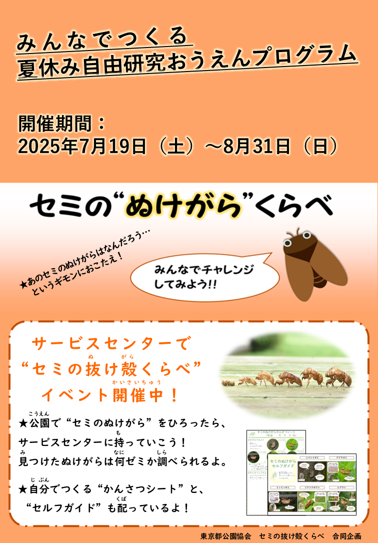 セミ抜け殻くらべ_HP用画像