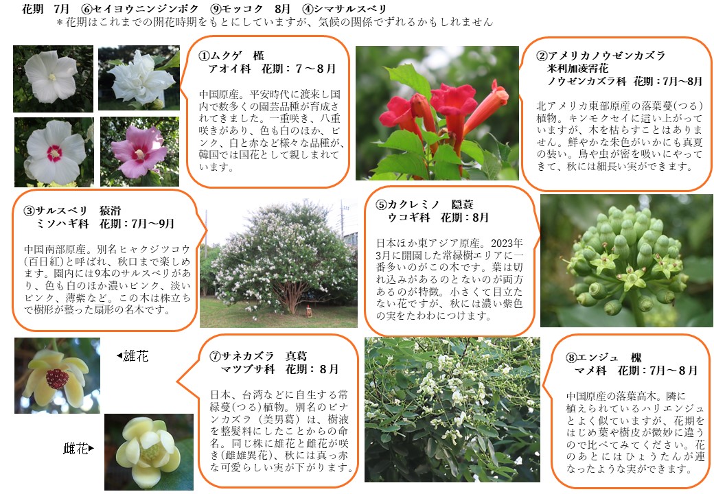 祖師谷公園樹木マップ　2025.7月8月 ②