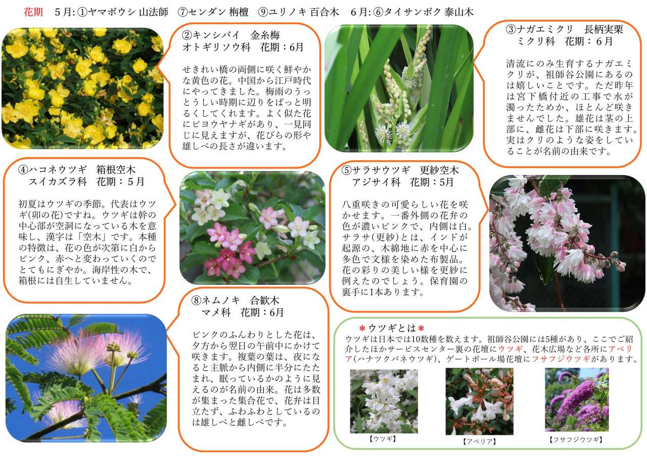 祖師谷公園樹木マップ2025 ５月６月_2