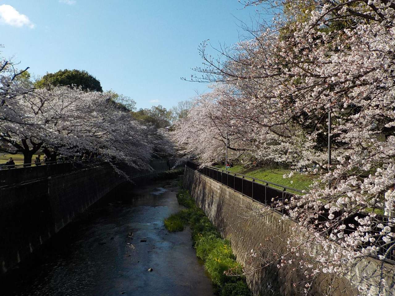 祖師谷公園250406仙川沿いのサクラ満開 (6)