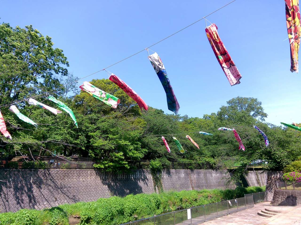 祖師谷公園250427こいのぼり(親水テラス) (7)