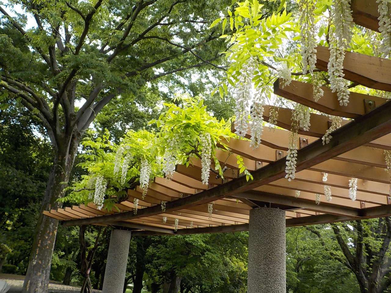 祖師谷公園250505フジ(5号トイレ前藤棚) (1)