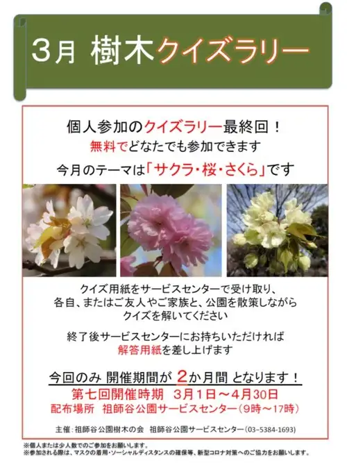 3月ポスター(サクラ)_05