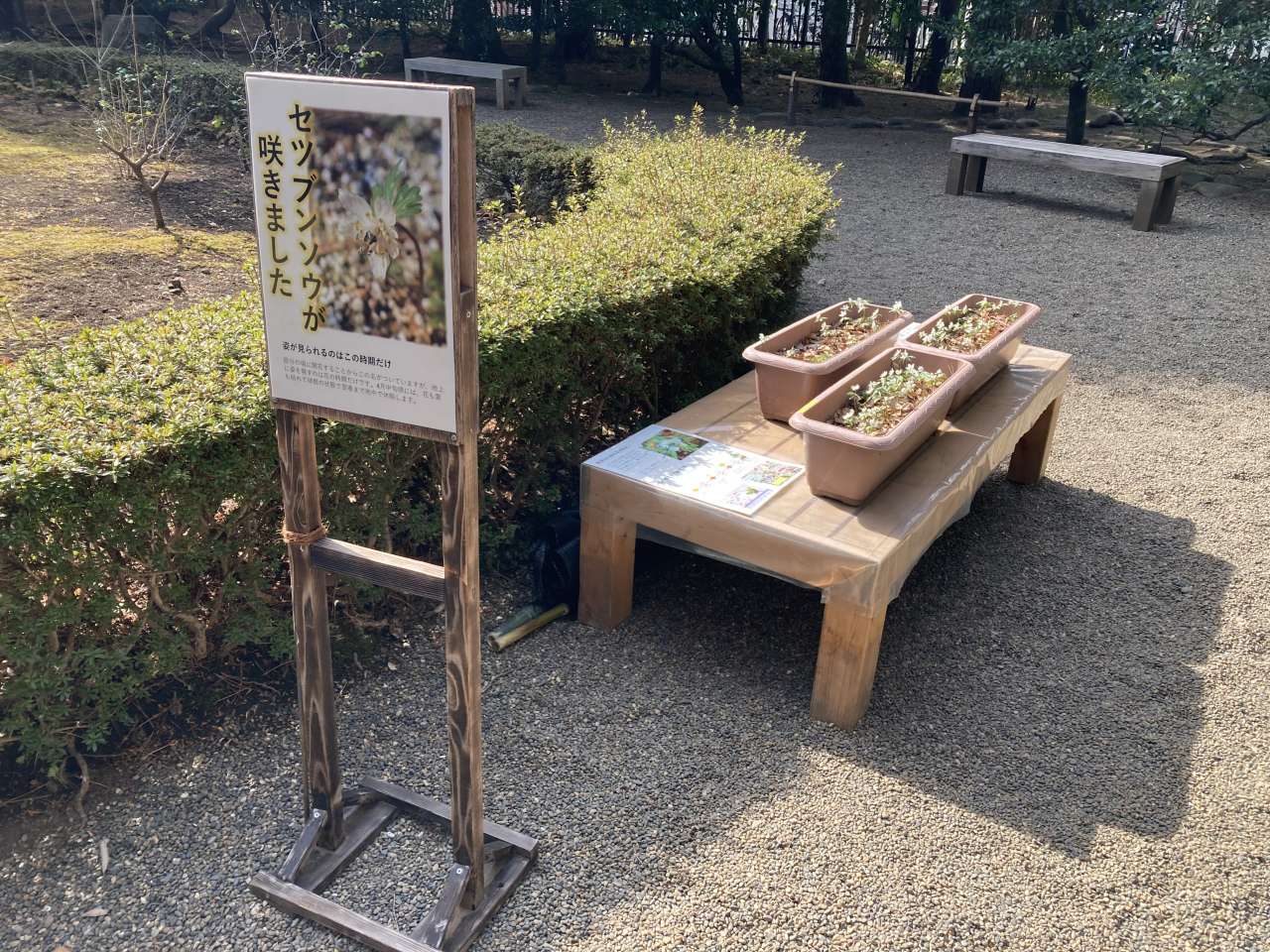 セツブンソウ①