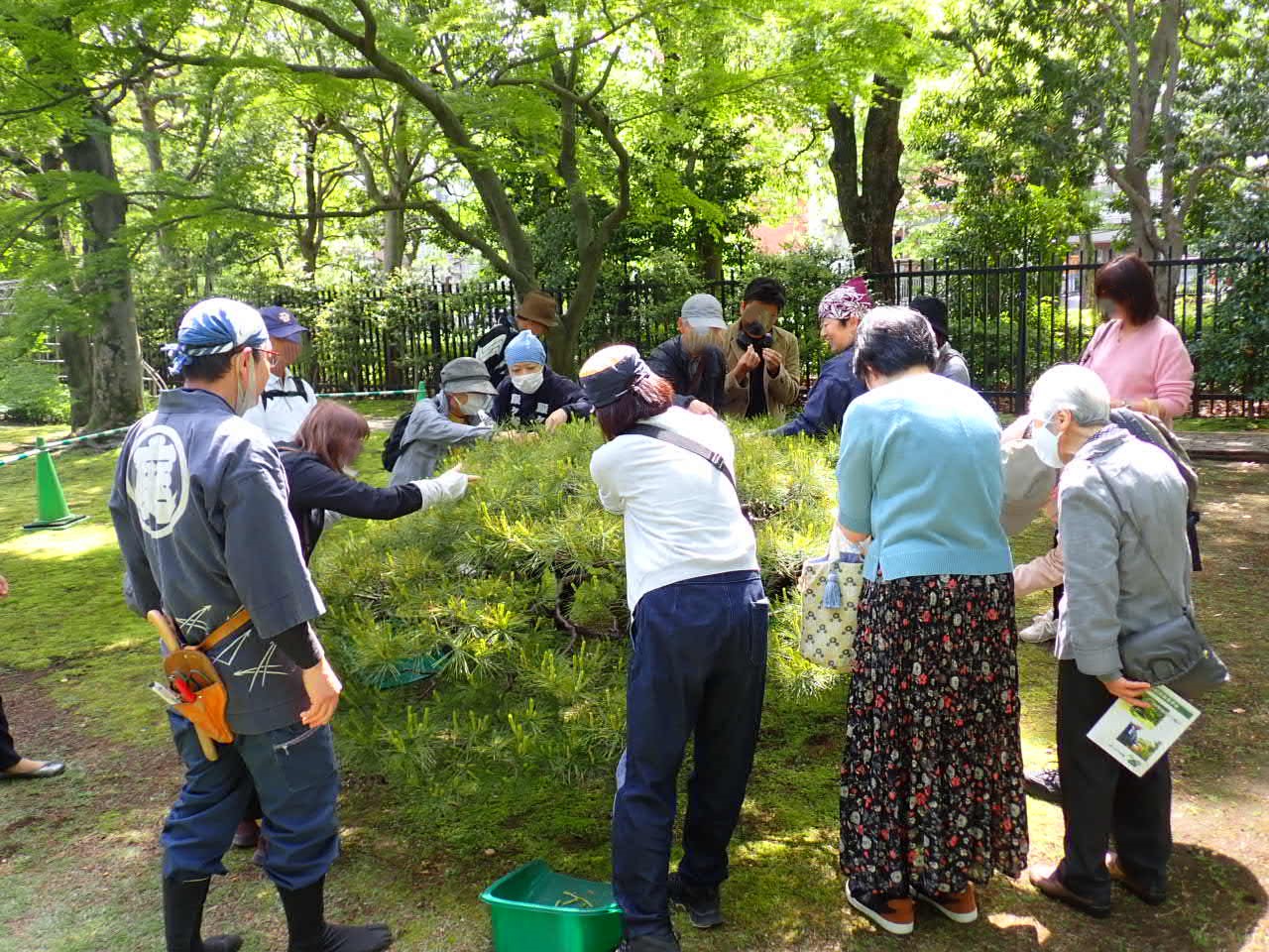 マツのみどり摘みを体験