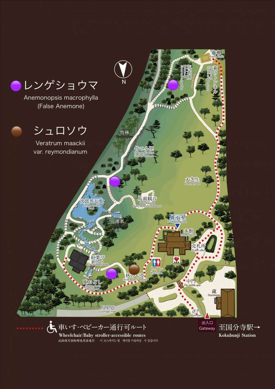 殿ヶ谷戸庭園レンゲショウマ・シュロソウ位置図