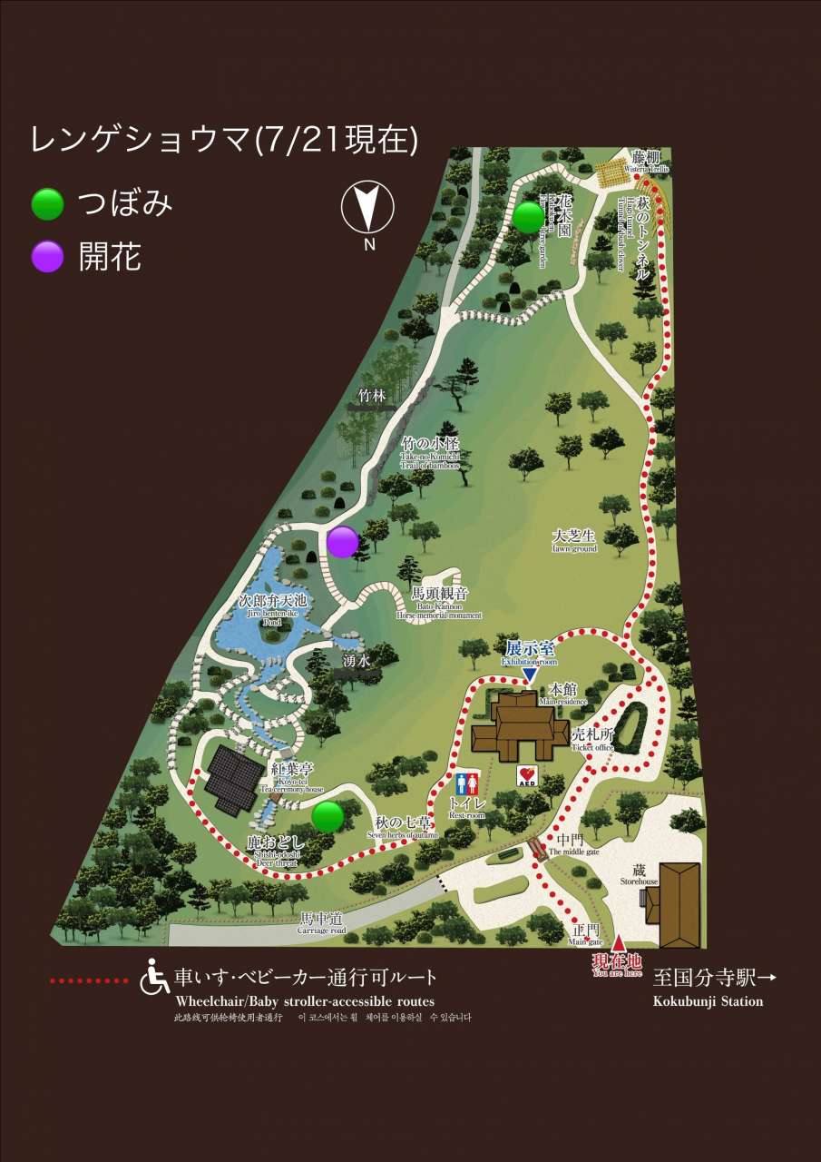 殿ヶ谷戸庭園レンゲショウマ位置図