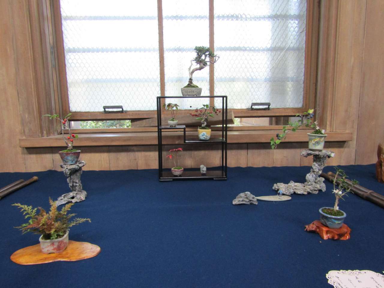 殿ヶ谷戸庭園231103秋の手のひら盆栽展 (3)