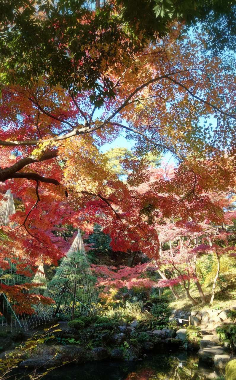 殿ヶ谷戸庭園241202池周り紅葉