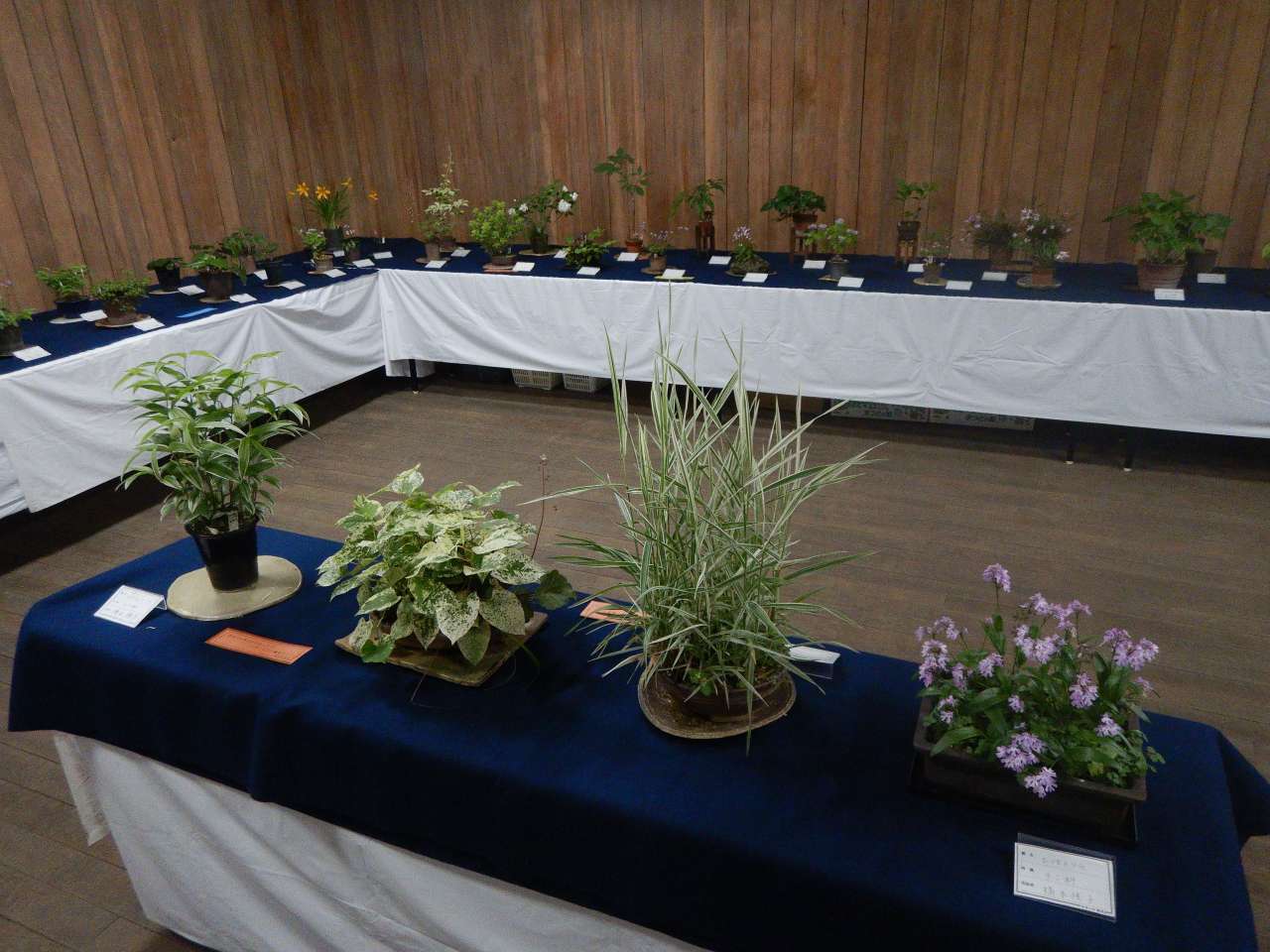 殿ヶ谷戸庭園250511初夏の山野草展⑥