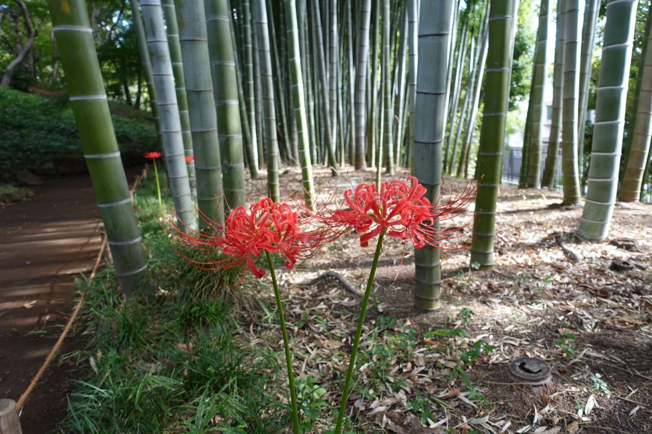 殿ヶ谷戸庭園250923ヒガンバナ