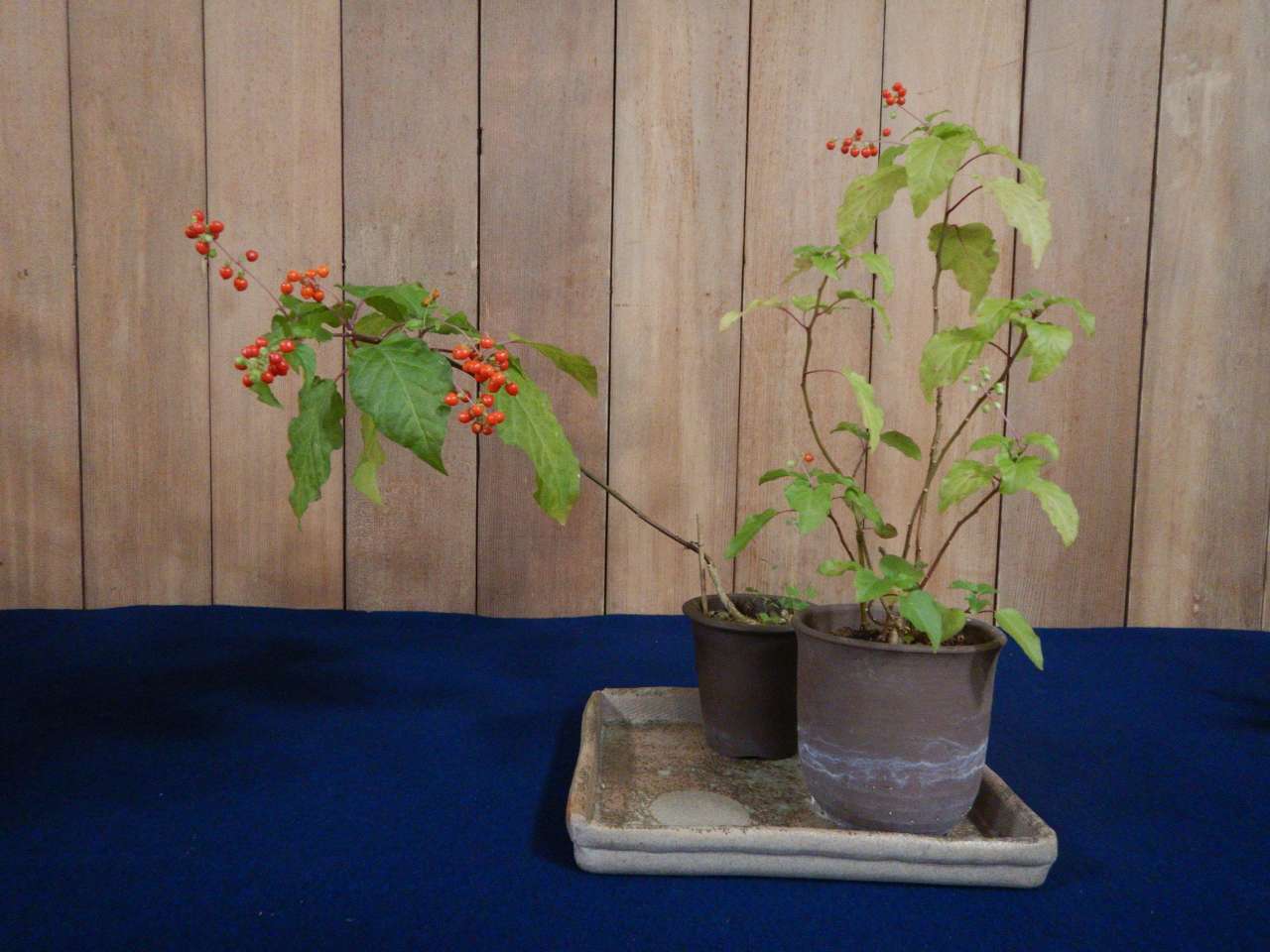 殿ヶ谷戸庭園251005山野草展①