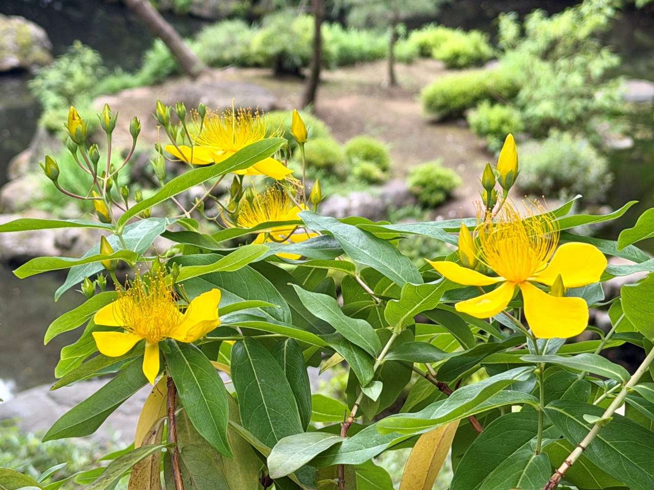 殿ヶ谷戸庭園260529ビヨウヤナギ(2)