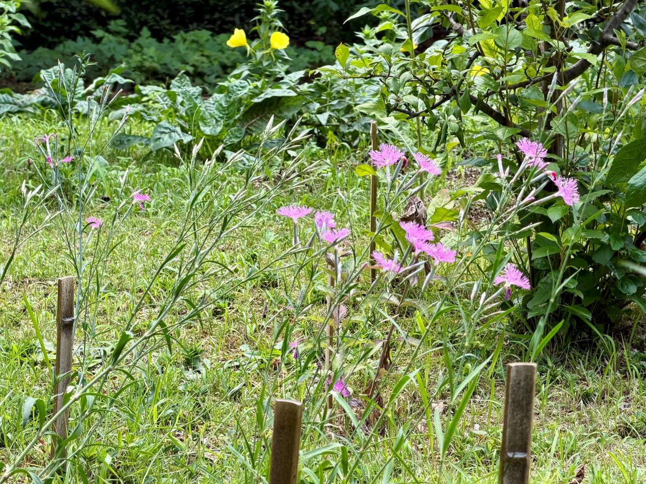 殿ヶ谷戸庭園260614カワラナデシコ(2)