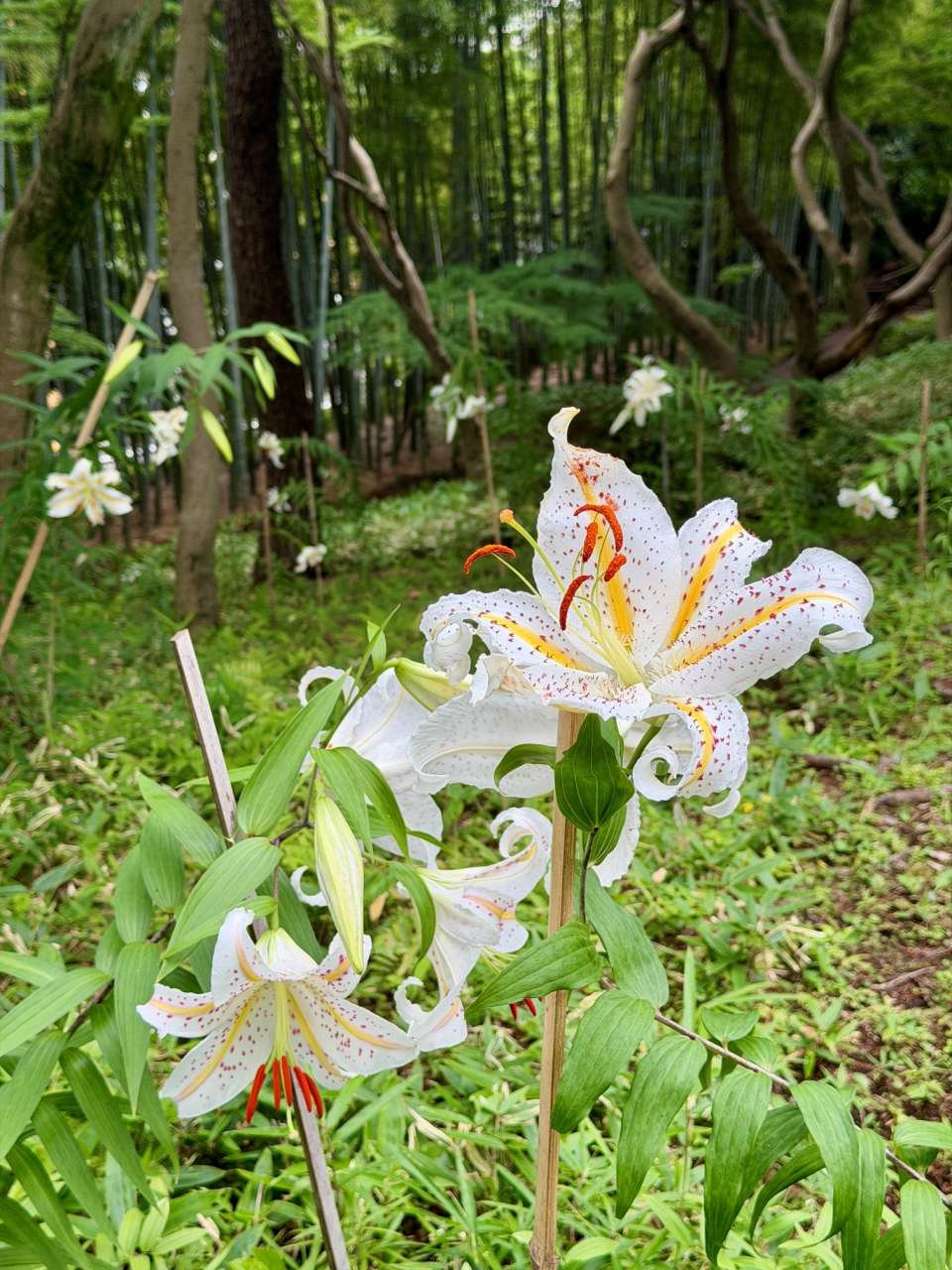 殿ヶ谷戸庭園260706ヤマユリ(斜面林)(11)