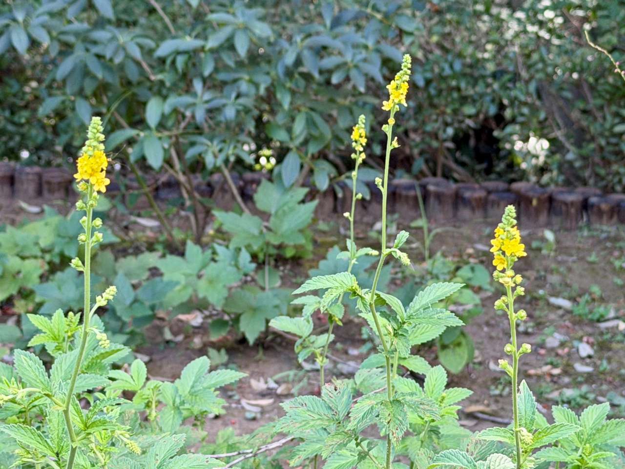 殿ヶ谷戸庭園260808キンミズヒキ(花木園)
