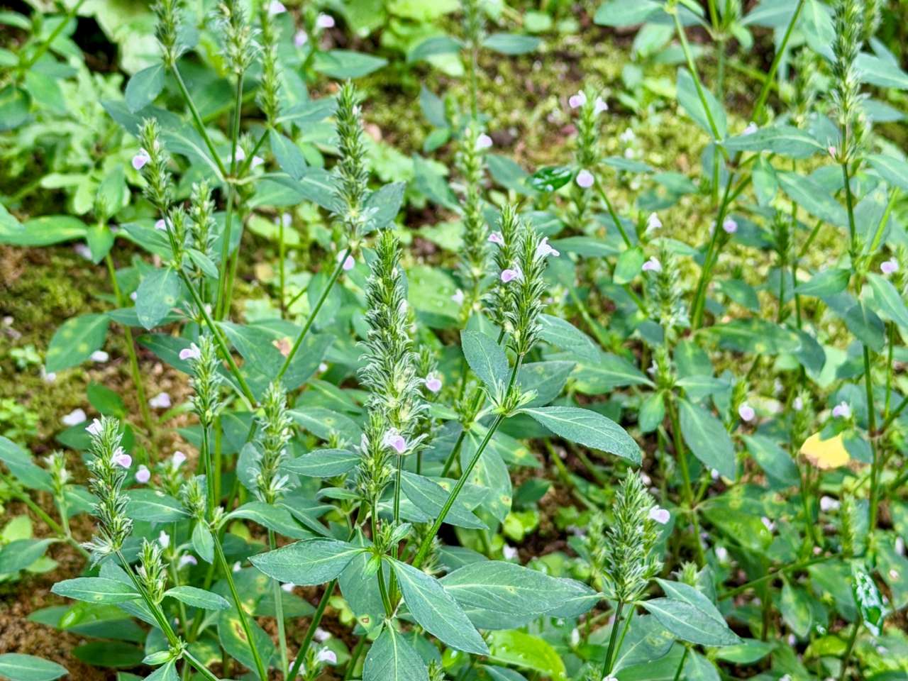 殿ヶ谷戸庭園260822キツネノマゴ(花木園)(2)