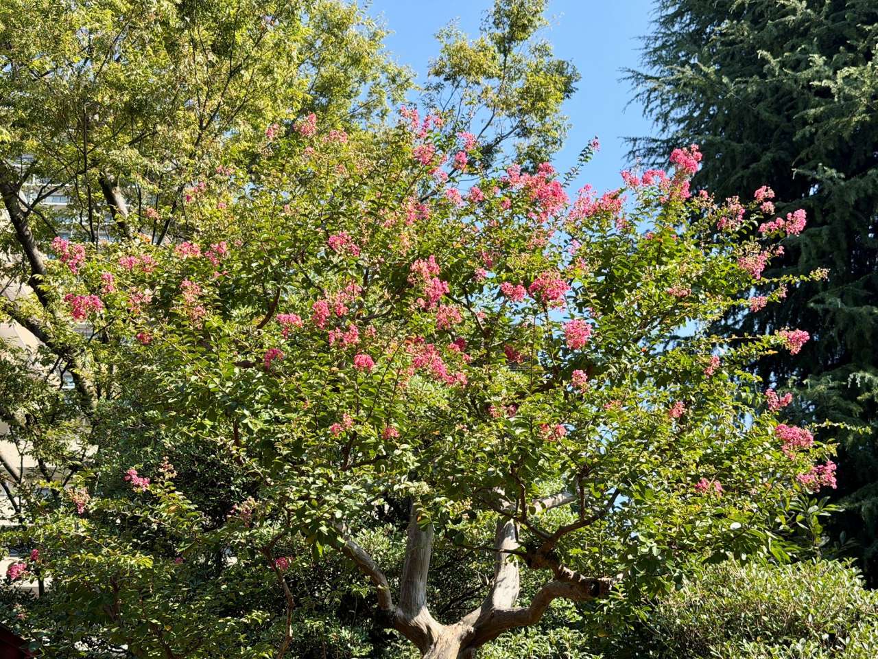 殿ヶ谷戸庭園260825サルスベリ(お手洗い付近)(2)