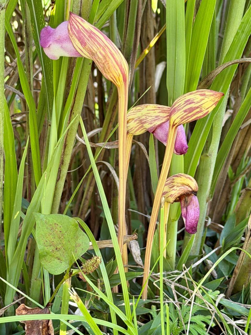 殿ヶ谷戸庭園260825ナンバンギセル(花木園)(1)