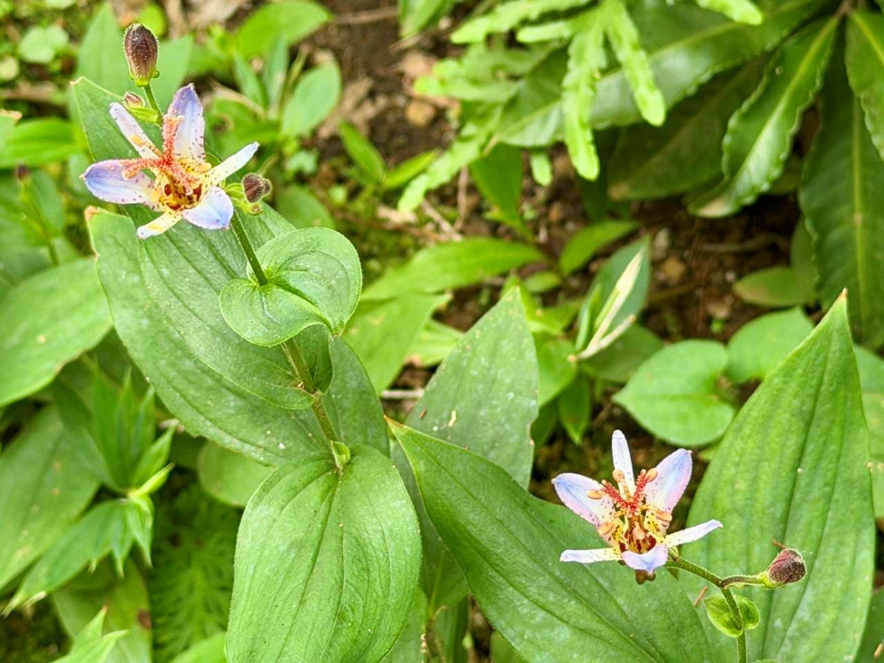 殿ヶ谷戸庭園260902タイワンホトトギス(花木園)(2)