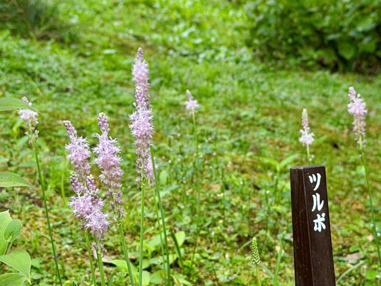 殿ヶ谷戸庭園260902ツルボ(花木園)