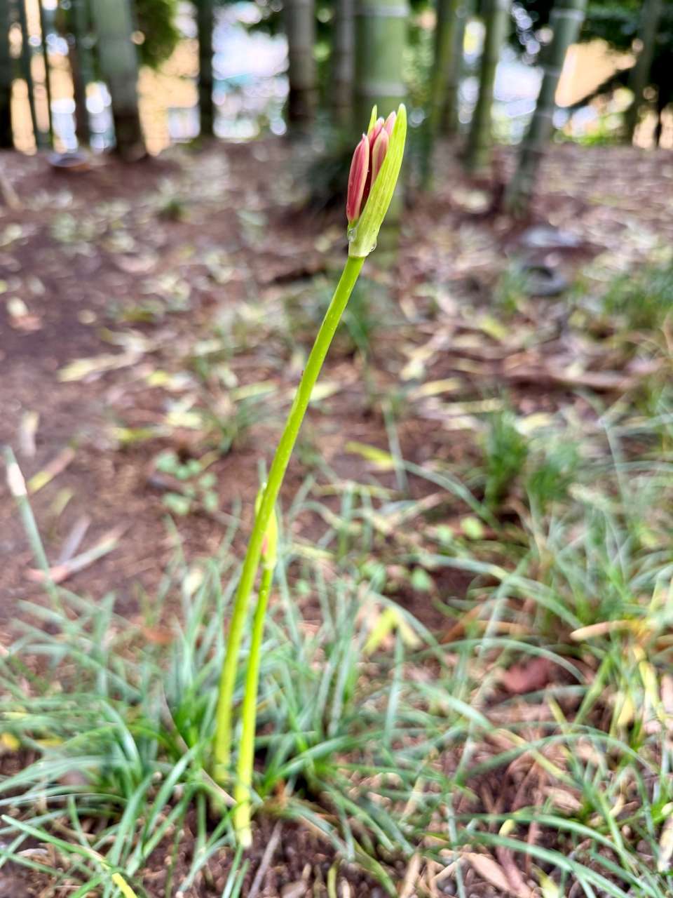 殿ヶ谷戸庭園260911ヒガンバナ(竹林)(3)