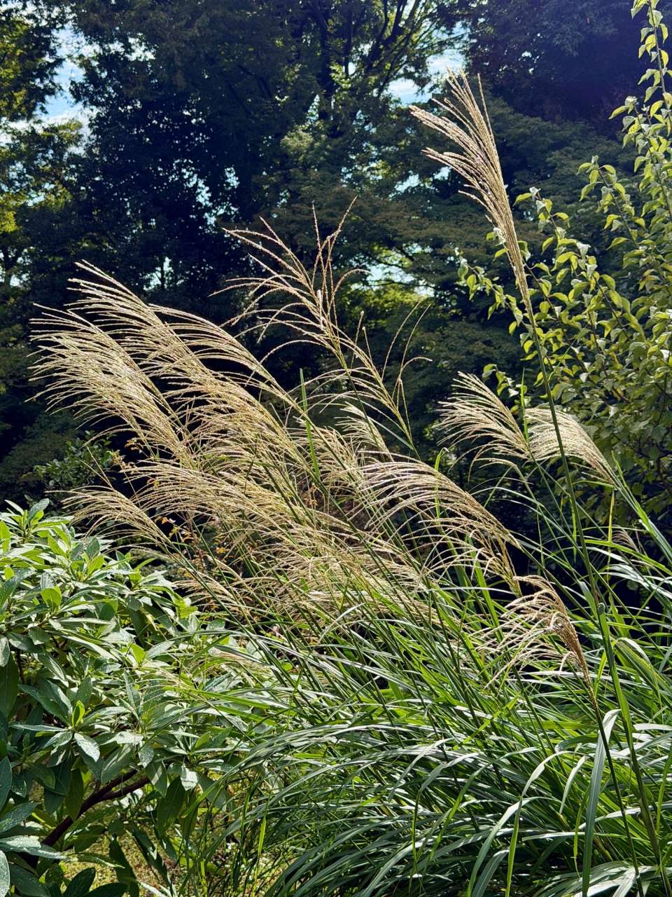 殿ヶ谷戸庭園260924ススキ(花木園)(2)