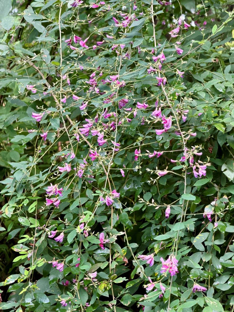 殿ヶ谷戸庭園260924ハギ(花木園北西側斜面地)(2)