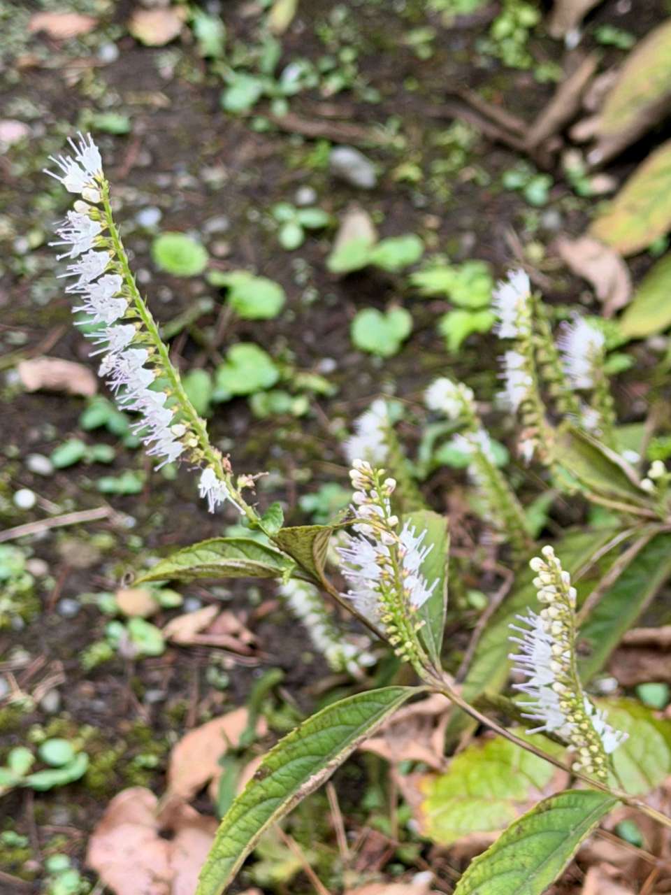 殿ヶ谷戸庭園261002シモバシラ(サービスセンター前花壇)(3)